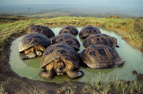 galapagos islands ecuador tortoise