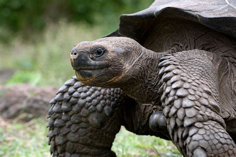 galapagos islands giant turtle