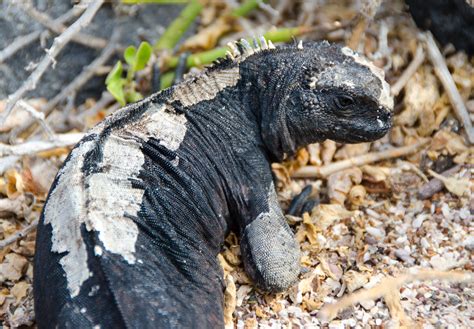 galapagos islands lizards poisonous
