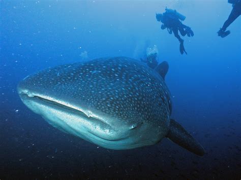 galapagos islands whale sharks