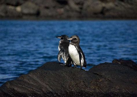 galapagos penguins adaptations for survival