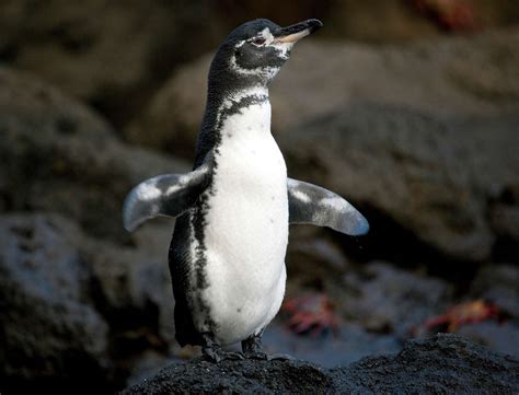 galapagos penguins characteristics