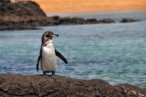 galapagos penguins habitat