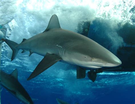 galapagos shark facts