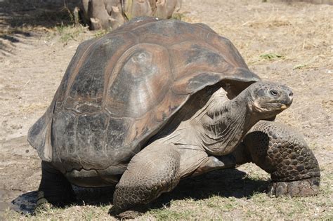 galapagos tortoise adaptations