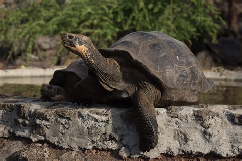 galapagos tortoise age