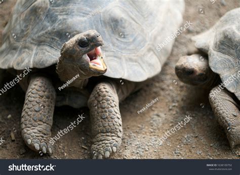 galapagos tortoise angry