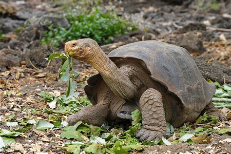 galapagos tortoise extinct