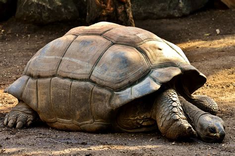 galapagos tortoise habitat