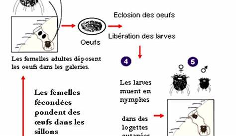 La gale commune – Agro Transfert