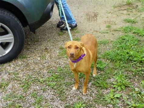 gallia county dog shelter gallipolis ohio
