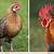 gallo y gallina diferencias