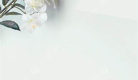 34++ Gambar Bunga Dengan Background Putih - Galeri Bunga HD