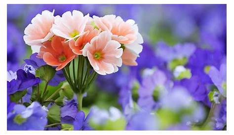 Gambar Bunga Yang Berwarna / Cara Praktis Mewarnai Bunga Contoh Sketsa