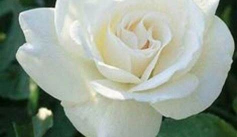 Paling Keren 18+ Contoh Bunga Mawar Putih - Gambar Bunga Indah