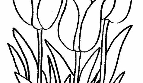 Mewarnai Bunga Tulip - Contoh Gambar Mewarnai di 2021 | Sketsa, Easy