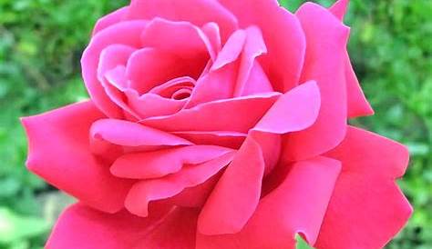 9 Jenis Bunga Berwarna Pink. Cantik dan Menawan!