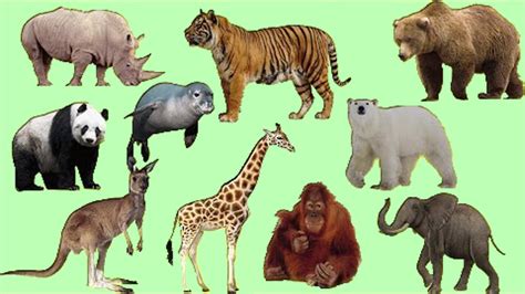 550 Gambar Binatang Liar Kartun Terbaik Gambar Hewan