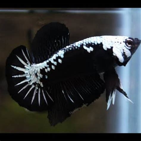 Cupang Black Mamba / Pin Oleh Ring Betta Di Ikan Ikan