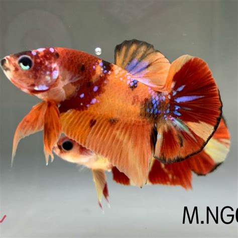 Download Gambar Ikan Cupang Nemo Gold Pictures