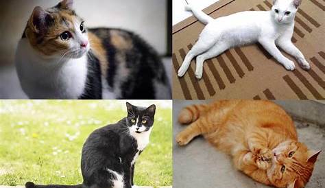 29 Jenis-Jenis Kucing yang Tersebar di Seluruh Dunia | Paling Populer