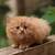gambar kucing comel gebu