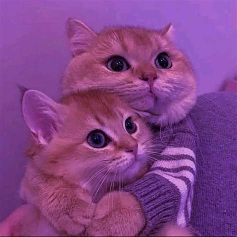 Gambar Anime Kucing Couple 81021+ Nama Untuk Kucing Comel, Lucu dan Unik