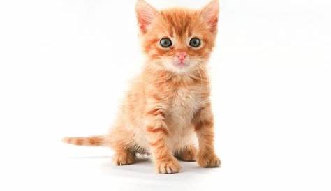 Koleksi 17+ Gambar Kucing Oranye Yang Paling Dicari - Gambar & Foto Naruto