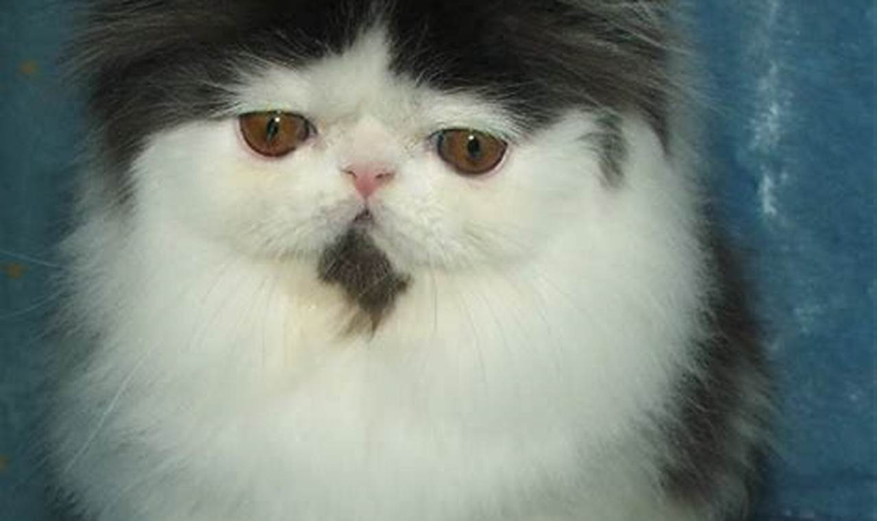 Menawannya Gambar Kucing Persia: Pesona dan Keanggunan dalam Setiap Bingkai