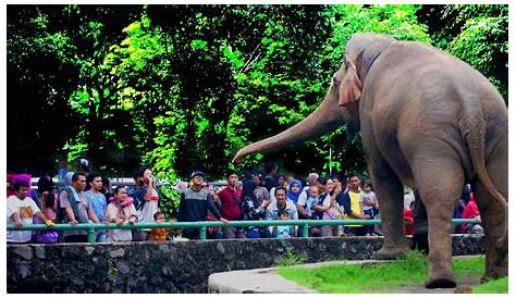 Inilah Kebun Binatang Pertama di Indonesia