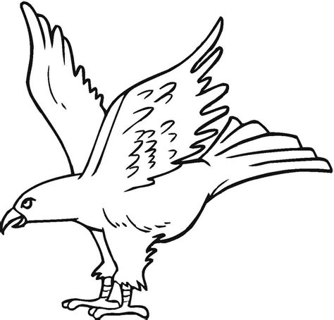 Let's Color The Magnificent Bald Eagle – Gambar Mewarnai Burung Elang
