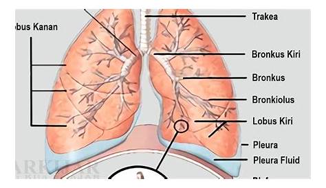 Foto : Paru-paru: Pengertian dan Bagiannya Halaman 2
