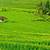 gambar pemandangan sawah padi