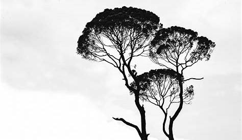 Gambar Pohon Aesthetic Hitam Putih MARI MEWARNAI
