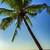 gambar pokok kelapa laut
