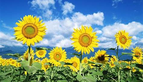Cara Menanam Bunga Matahari PALING Mudah & Praktis | Wallpaper bunga