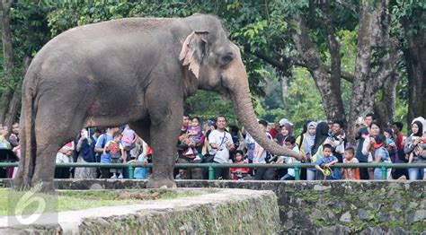 gambar binatang di kebun binatang