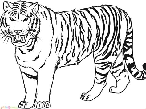 gambar hitam putih harimau