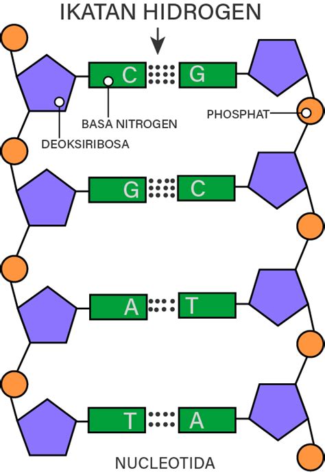 Gambarlah Struktur Rantai DNA yang Tersusun dari 10 Nukleotida