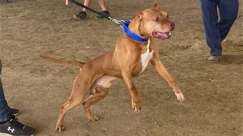 game bred pitbull kennels in oklahoma