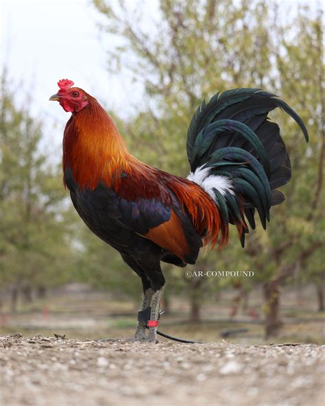 game farm roosters for sale