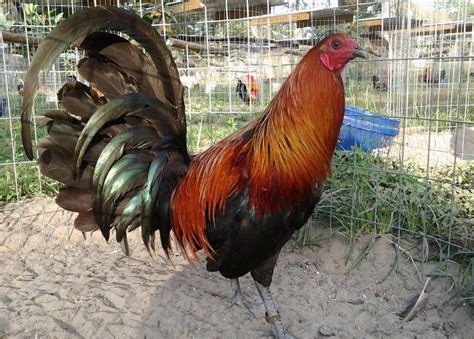 game rooster farms in alabama