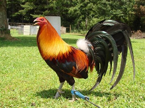 game rooster for sale