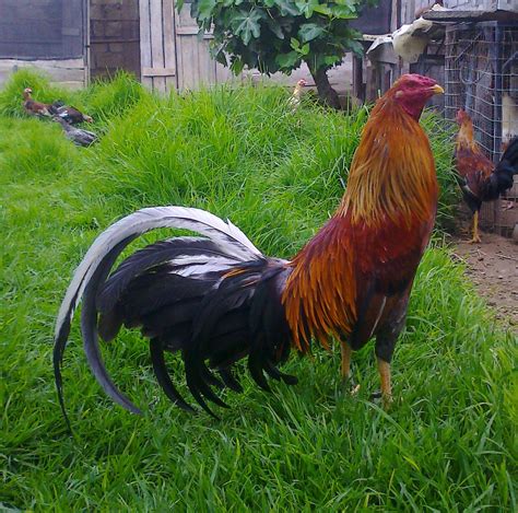 game rooster for sale near me craigslist