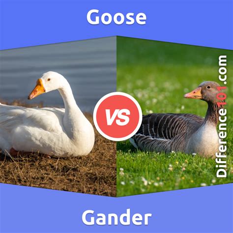 Gander And Goose Difference