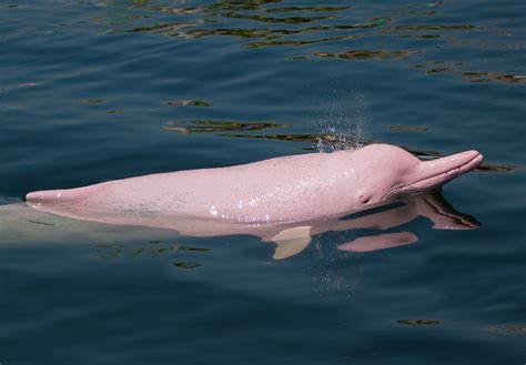 gangetic pink river dolphin