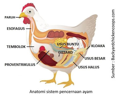 Gangguan pencernaan pada ayam dan penanganannya