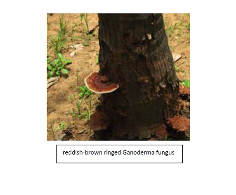 List Of Ganoderma Wilt Of Coconut Going Viral