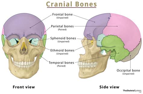 Gap Between Skull Bones