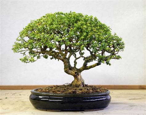 garanian plant for bonsai